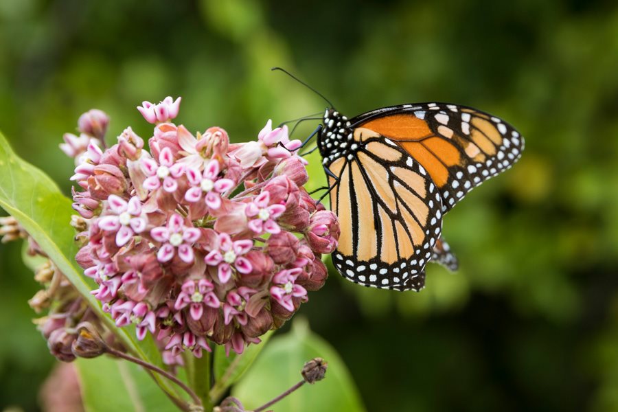 milkweeds