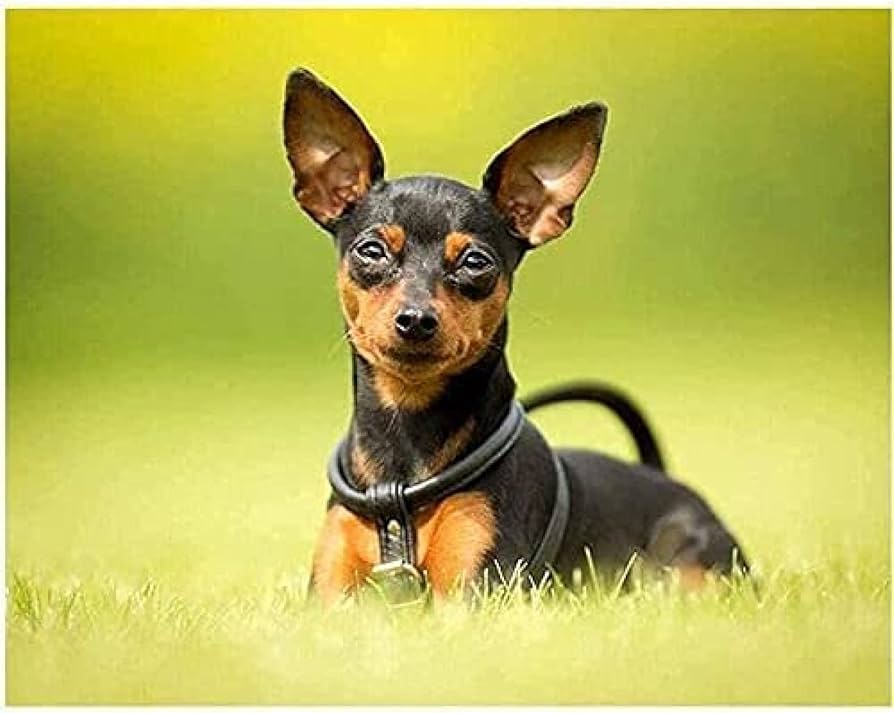 Dipema Diamond Painting Pictures, Mini Doberman Pet, 5D Diamond ...