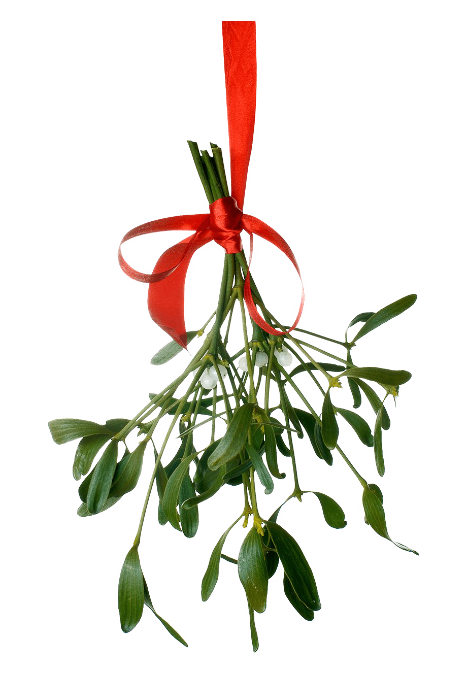 Mistletoe PNG render by lucasmp1109 on DeviantArt