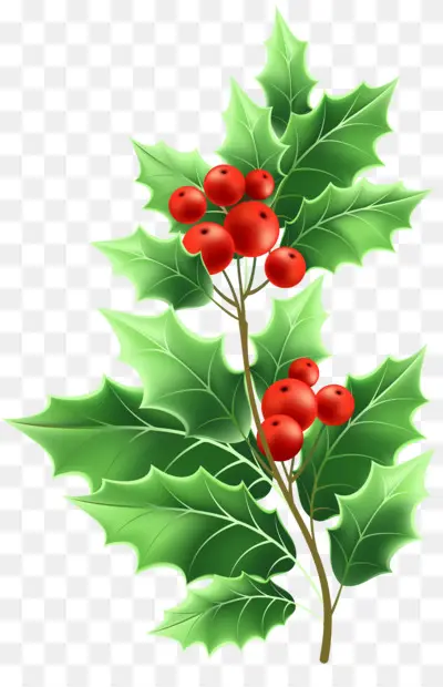 Mistletoe PNG Images - CleanPNG / KissPNG