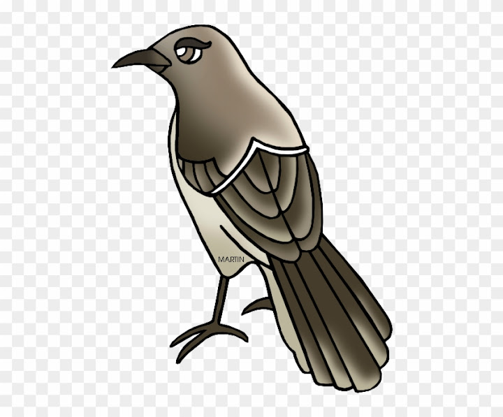 Northern Mockingbird Life Cycle clobber Clipart