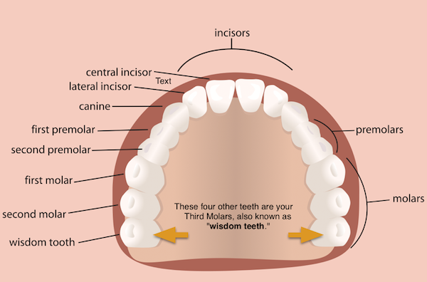 Different Types of Teeth | Incisors, Molars, Canines &amp; More