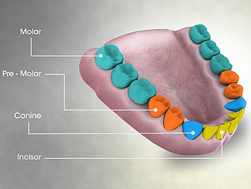 Molar (tooth) - Wikipedia