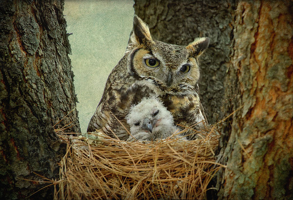 mom owls