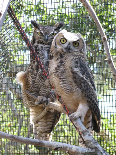 Mama Owl