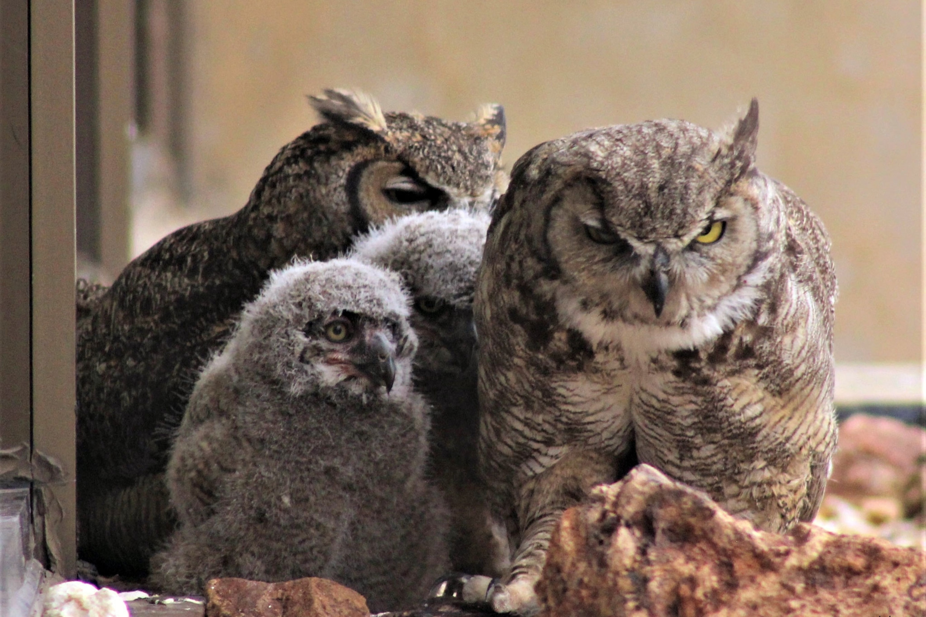 These Owl Chicks Have Two Moms and a Dad—a First