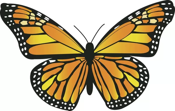 monarch butterfly pictures to print