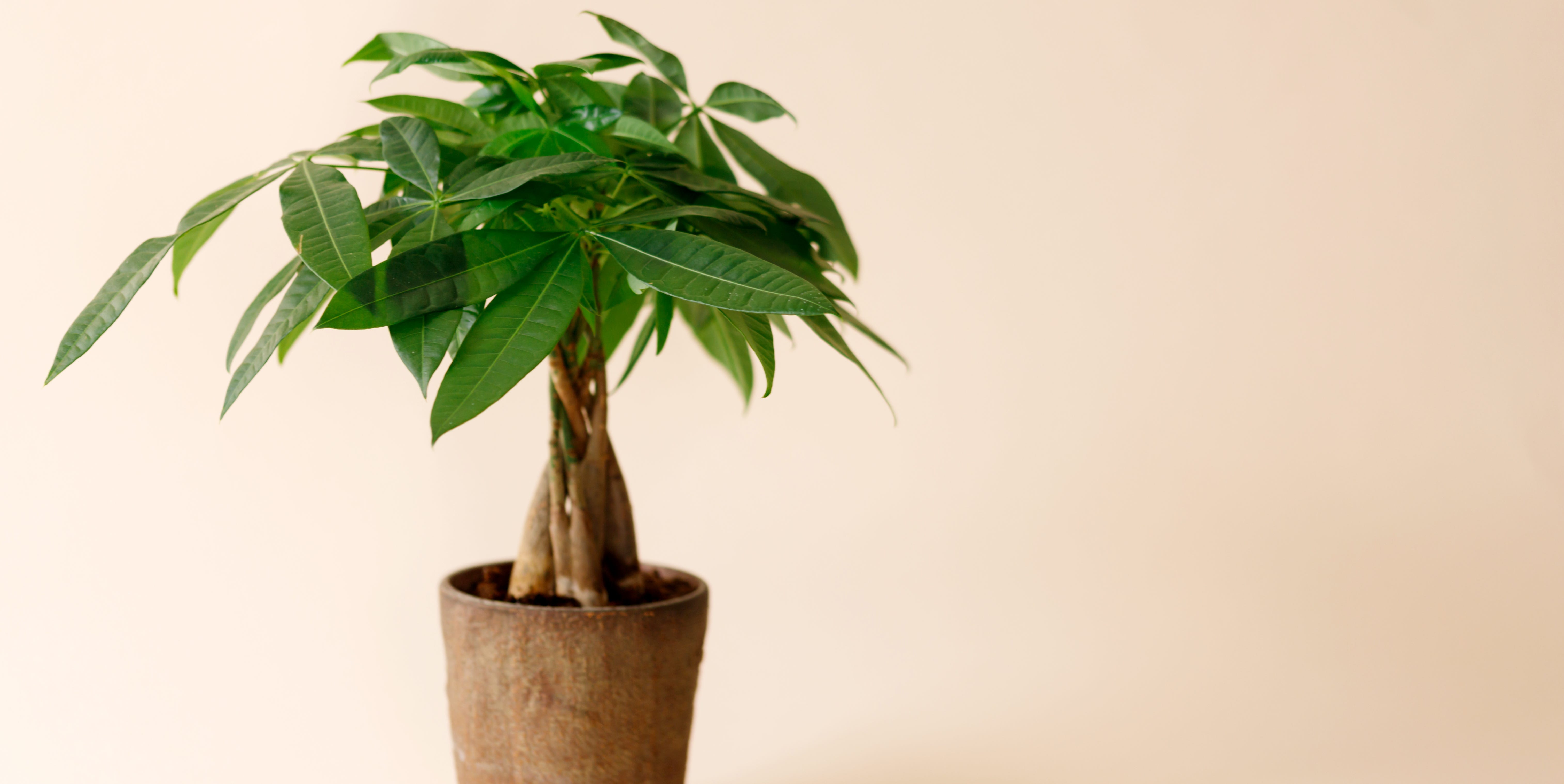 How to Care for a Money Tree Plant