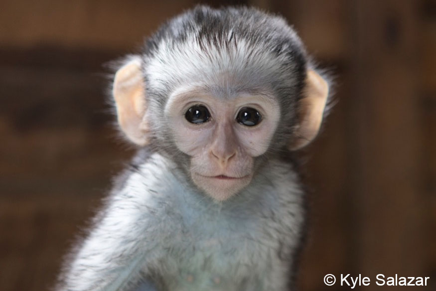 VERVET MONKEY FOUNDATION - PASA