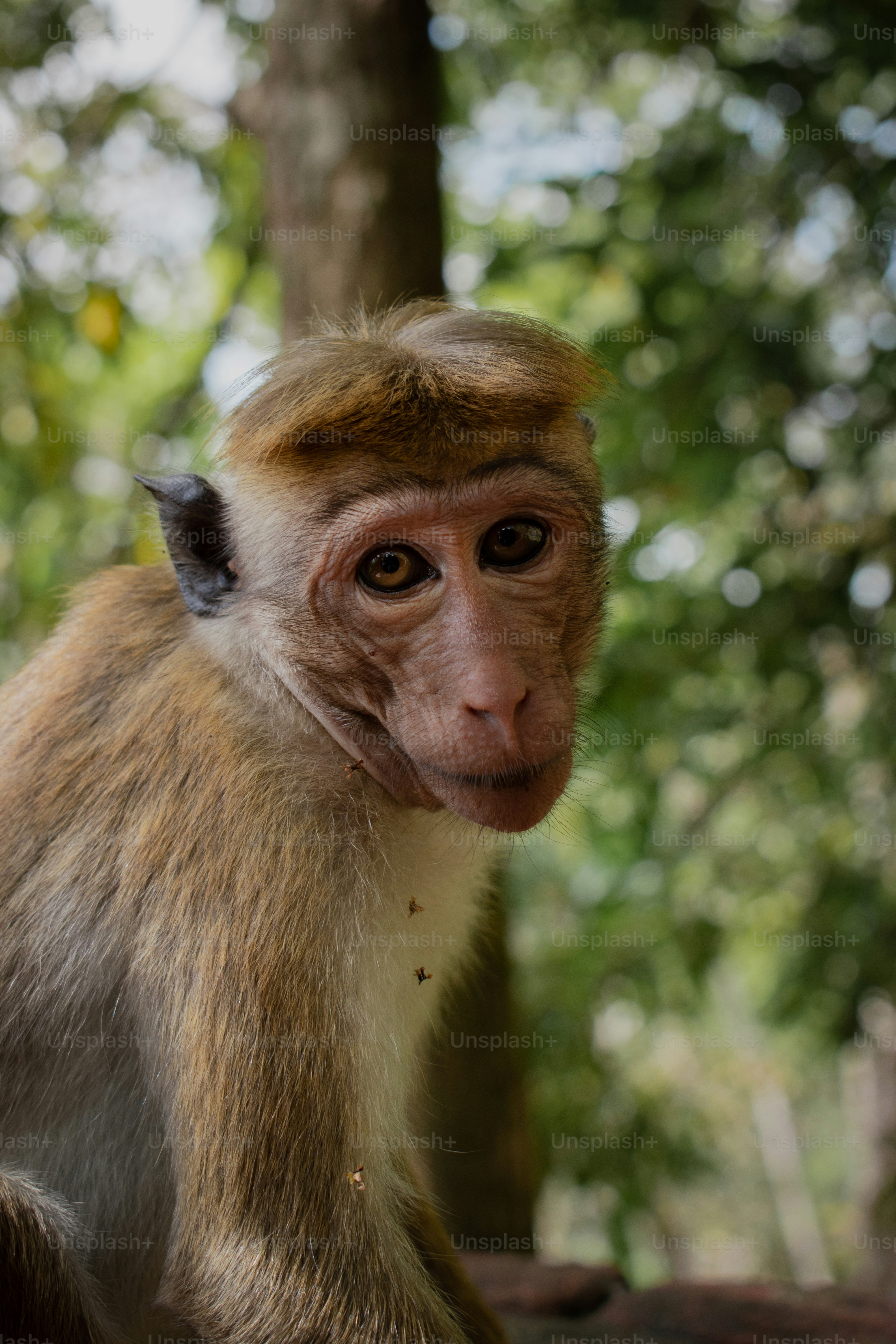 monkey image