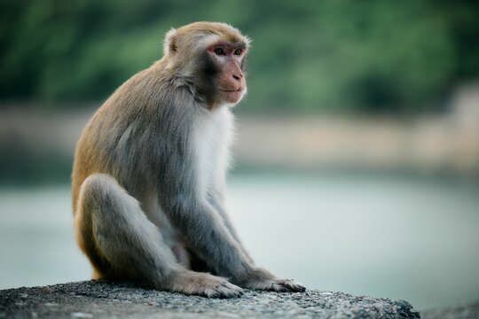 monkey image