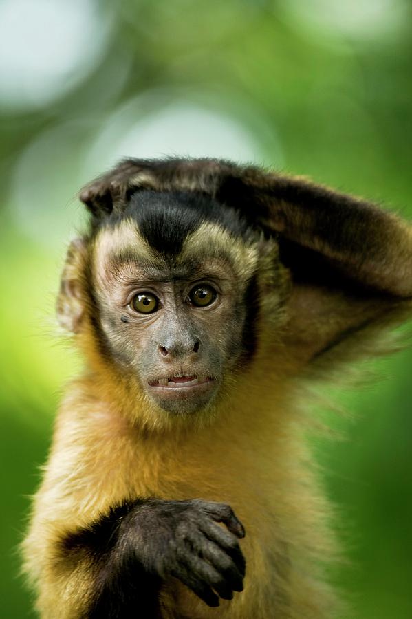 monkey scratchings