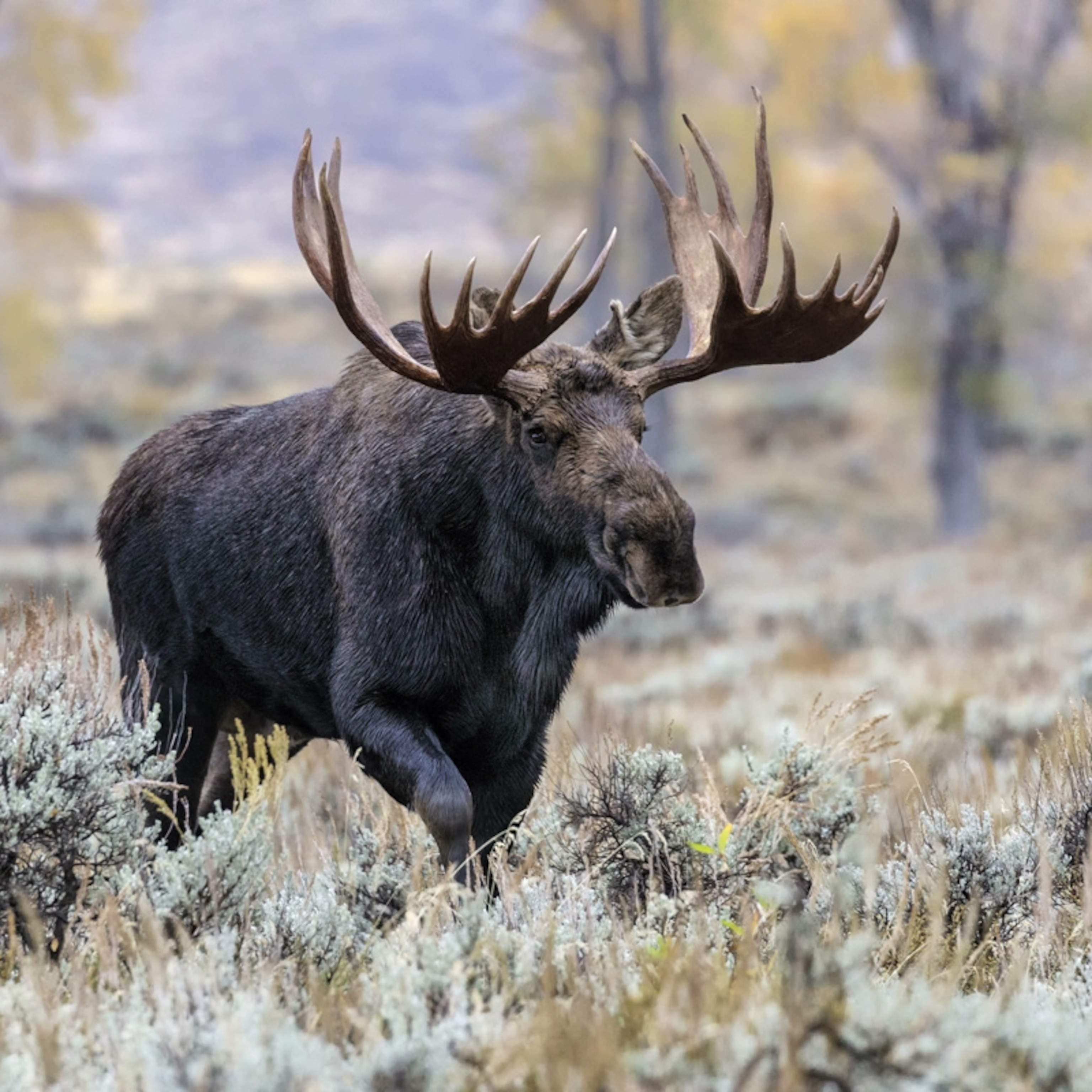 Moose facts and photos