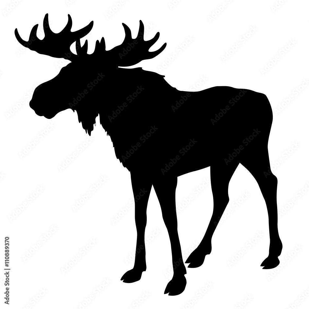 Western moose - Wikipedia