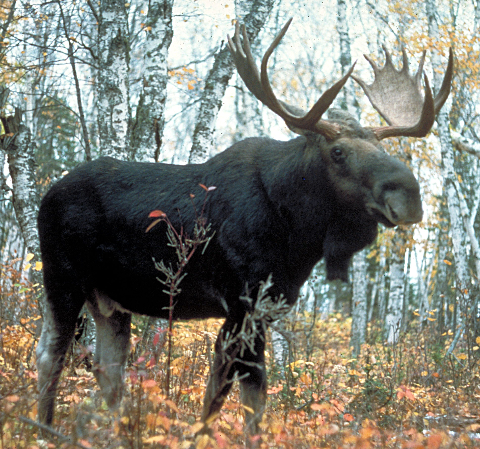 Black moose lying on field during daytime photo – Free Animal ...