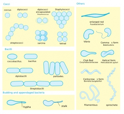 Bacterial Morphology Diagram clip art Free Clipart Download ...