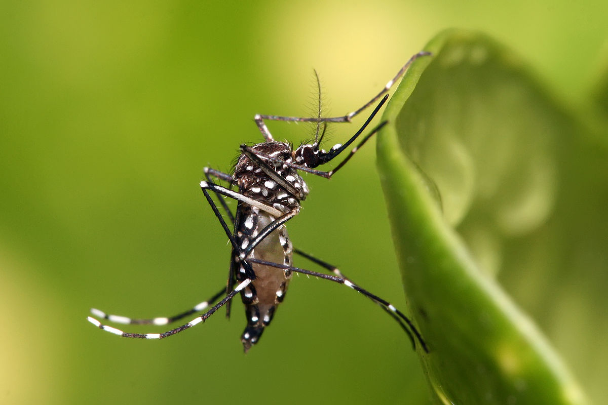 Mosquito - Wikipedia