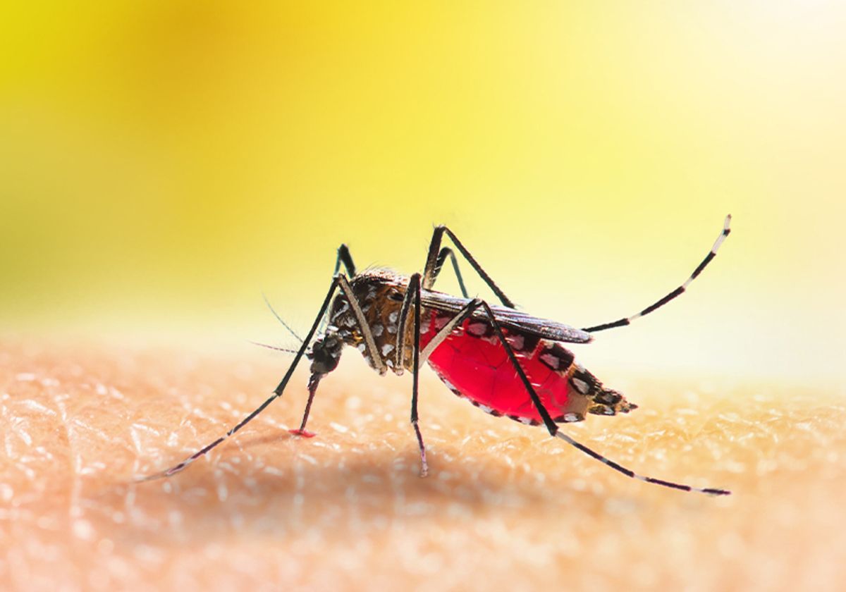 A Mosquito Protein Facilitates Zika Infection | The Scientist ...