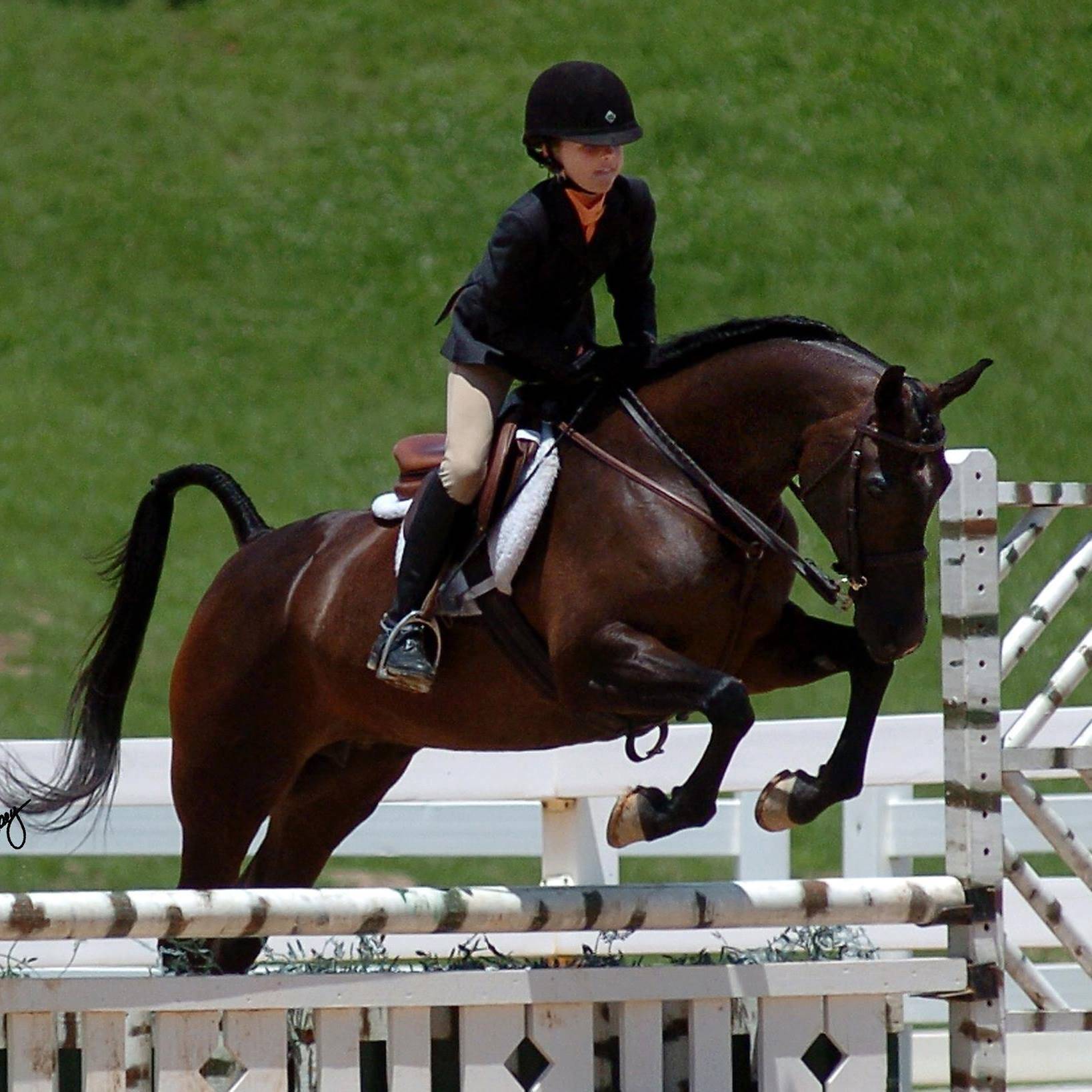 Mostlys Love Song :: Ted Carson Arabians