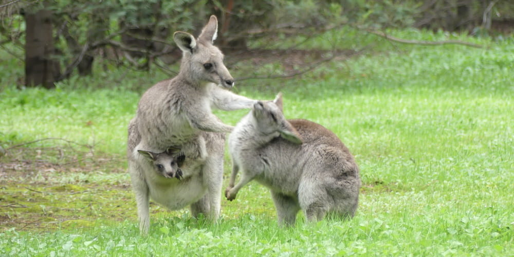 mother kangaroos