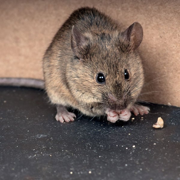How to Get Rid of Mice In Your Home - Step by Step | Planet Natural