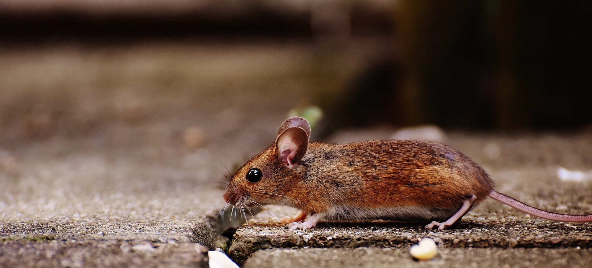 mouse pictures