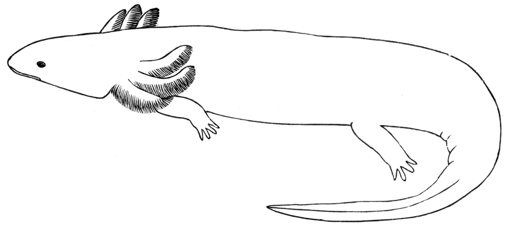 mudpuppy cliparts