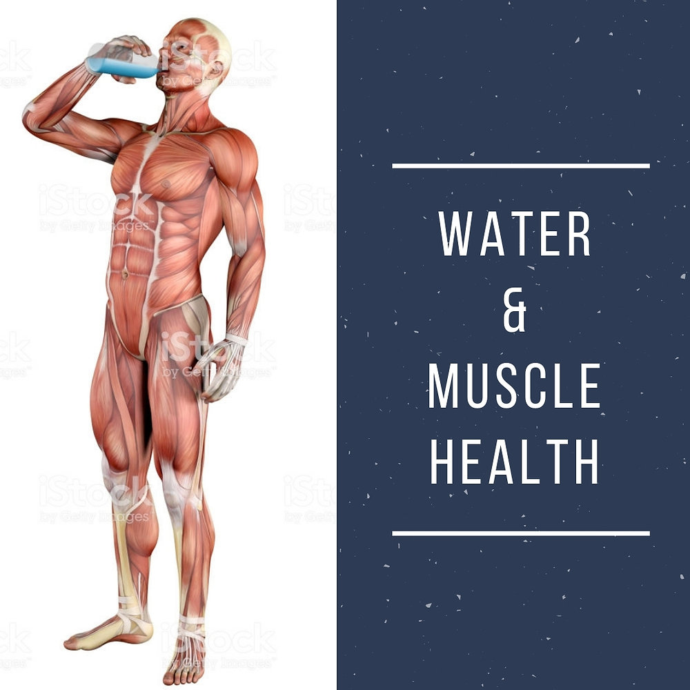 How Does Water Impact Your Muscles?