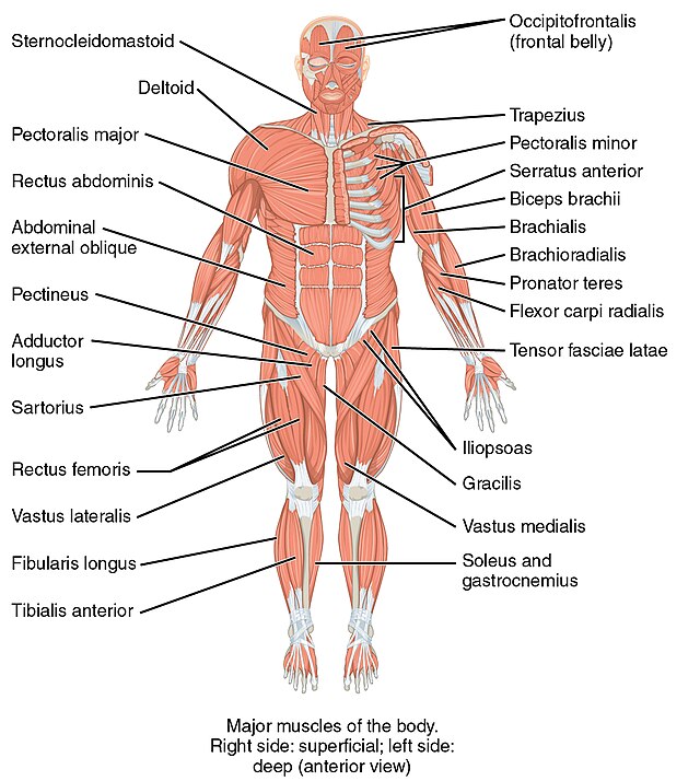 List of skeletal muscles of the human body - Wikipedia