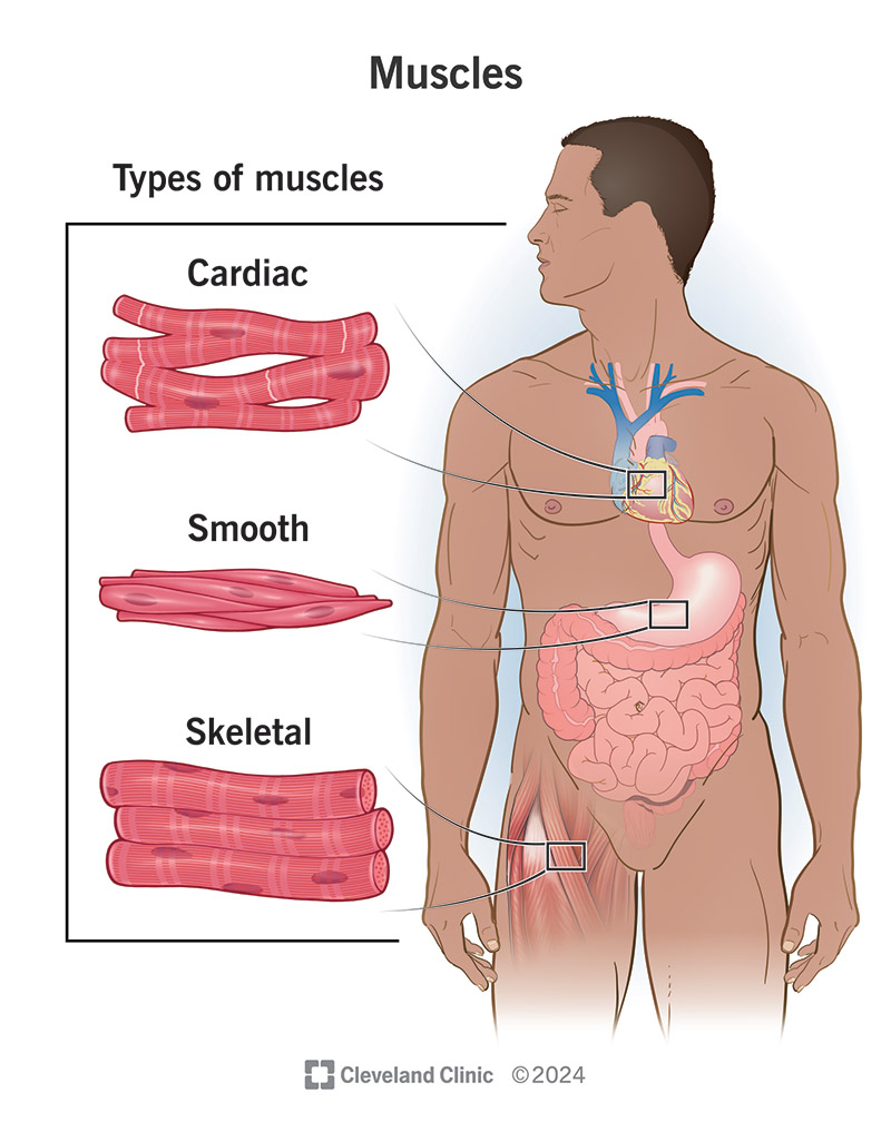 Muscles of the Body: Types, Groups, Anatomy &amp; Functions