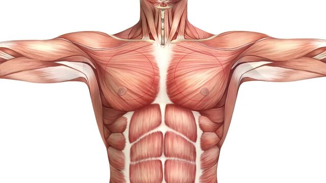 muscular chest cliparts