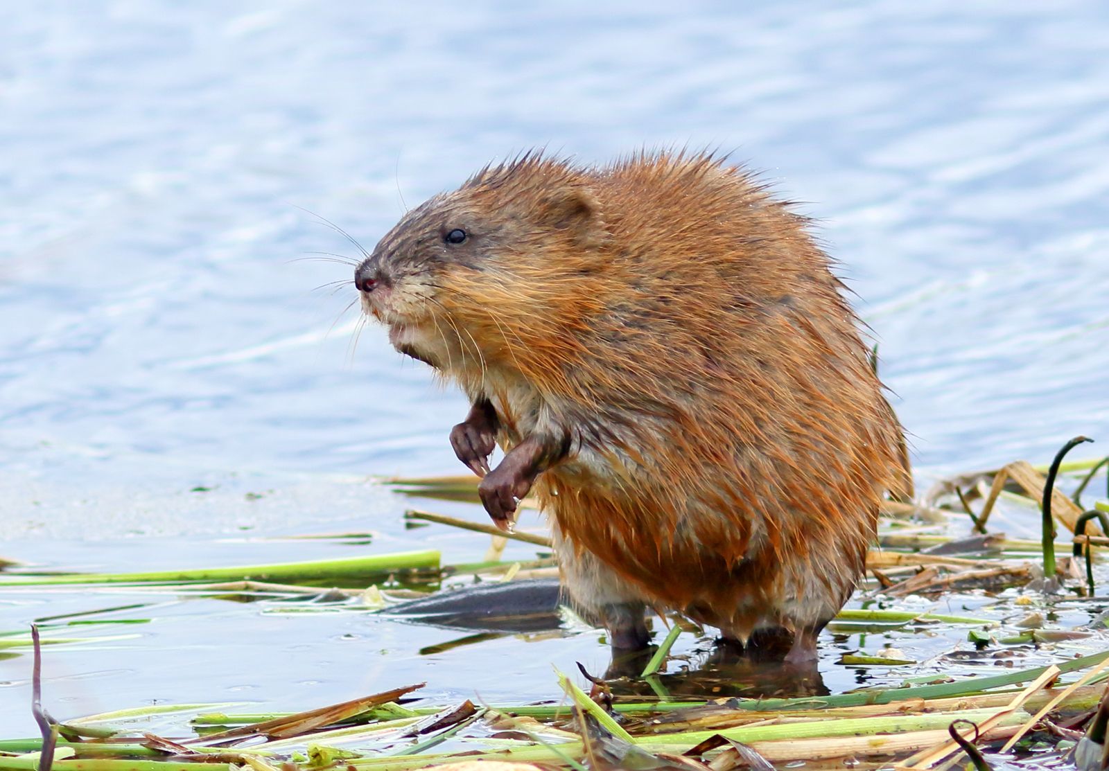 Muskrat | Description, Habitat, Pictures, Tail, &amp; Facts | Britannica