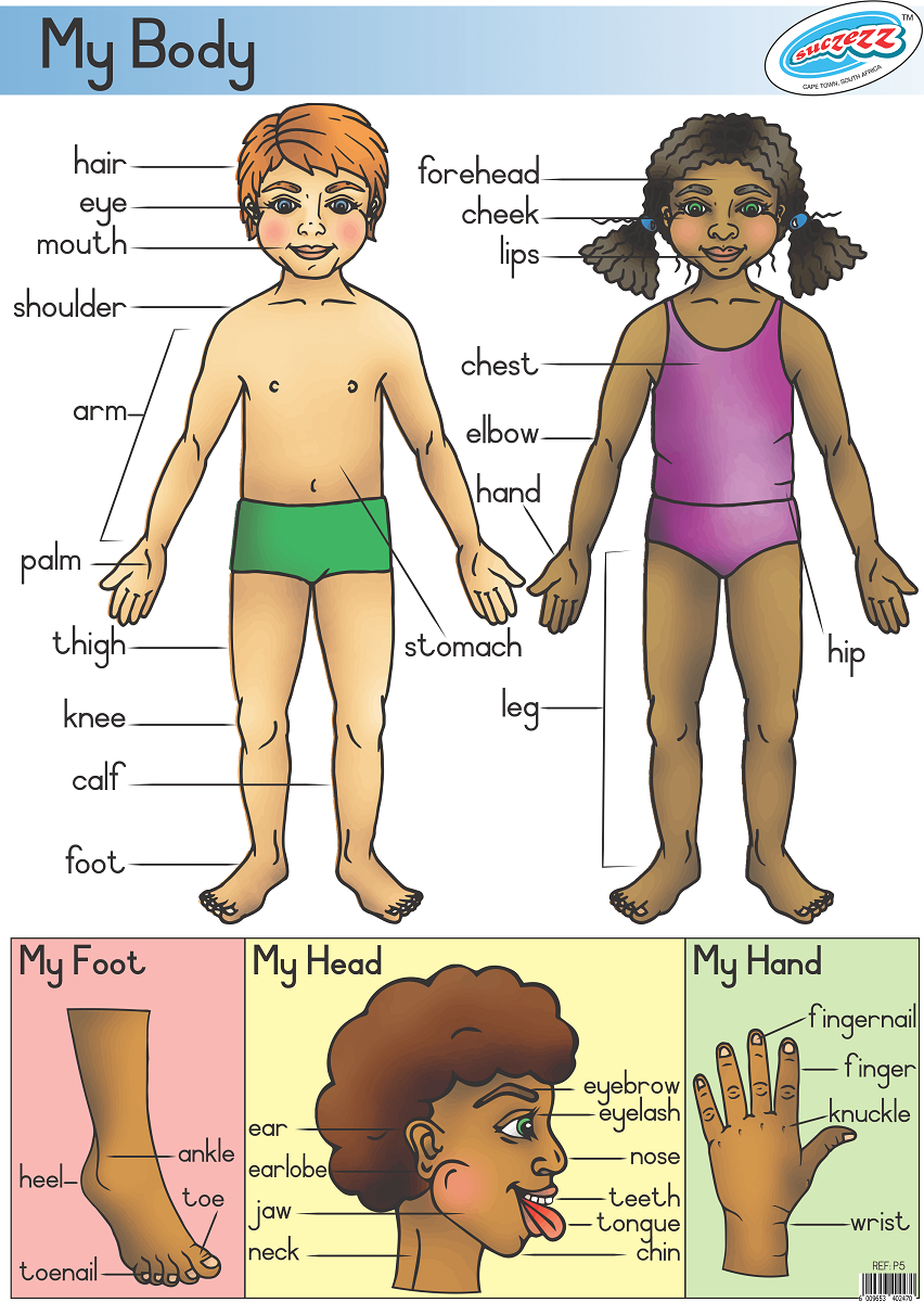 my body cliparts 2024
