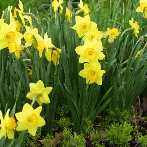 Narcissus - Fine Gardening