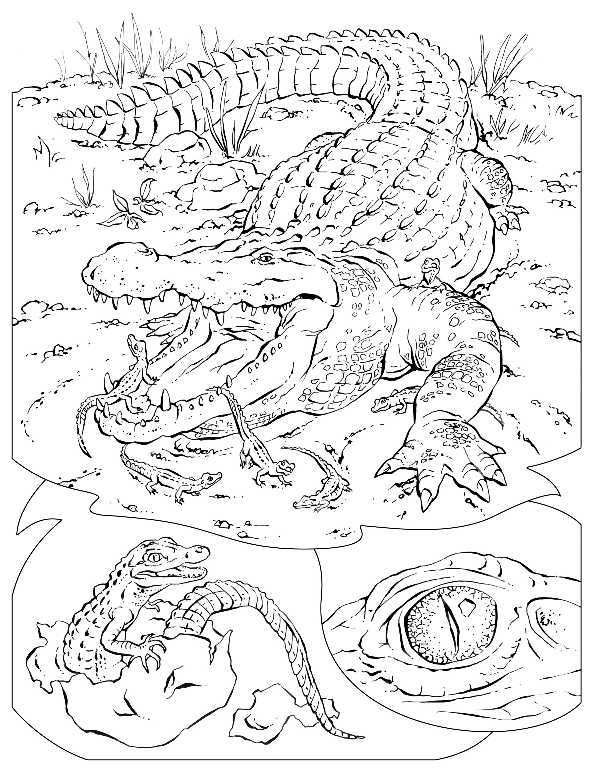 national geographic coloring pages