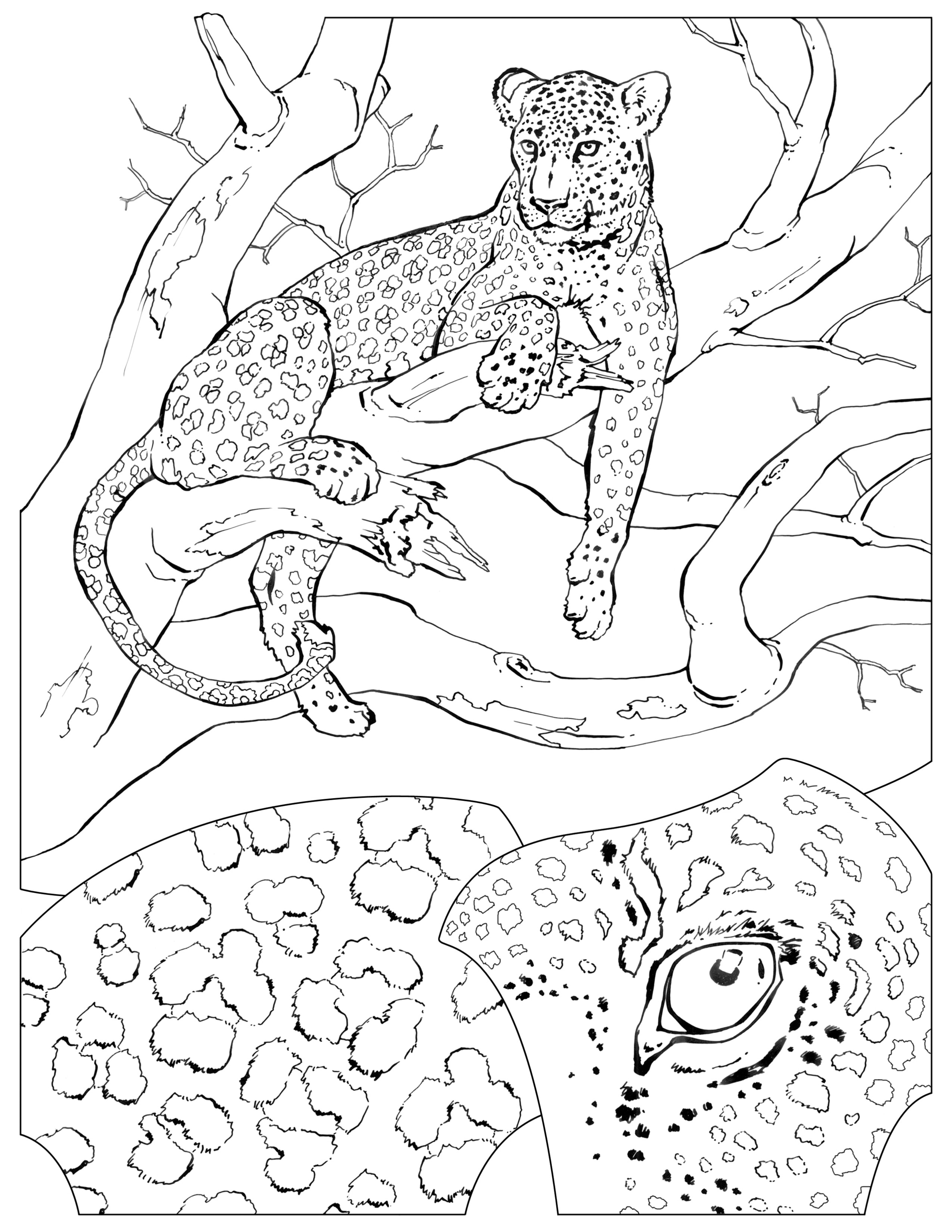 national geographic coloring pages