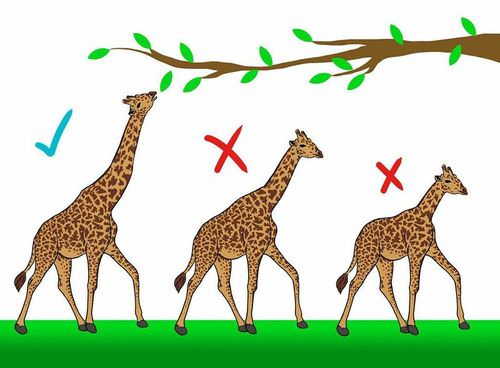 Natural Selection and Clipbirds Evolution Activities – Rhyans Blog