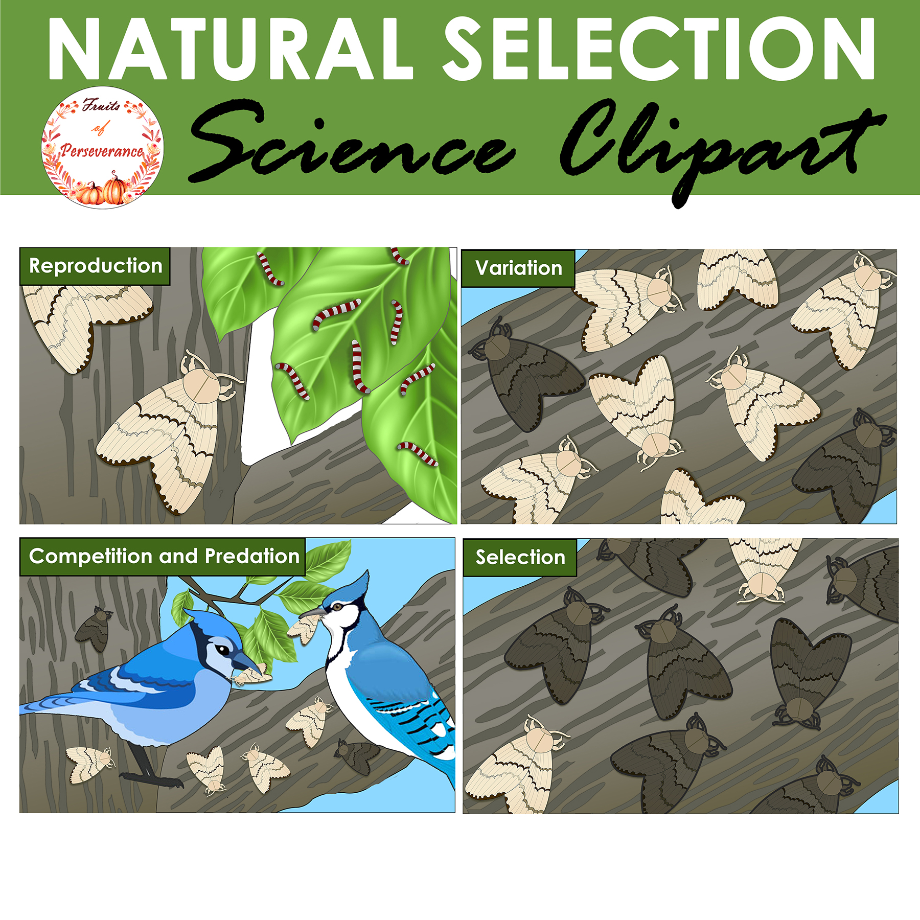 Natural Selection Clipart and Diagrams | Bird Beaks and Moths Clip ...
