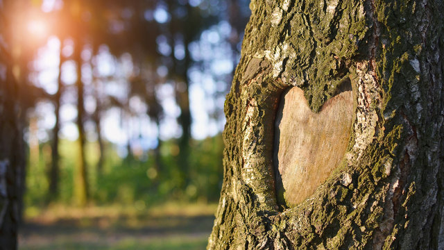 nature heart cliparts