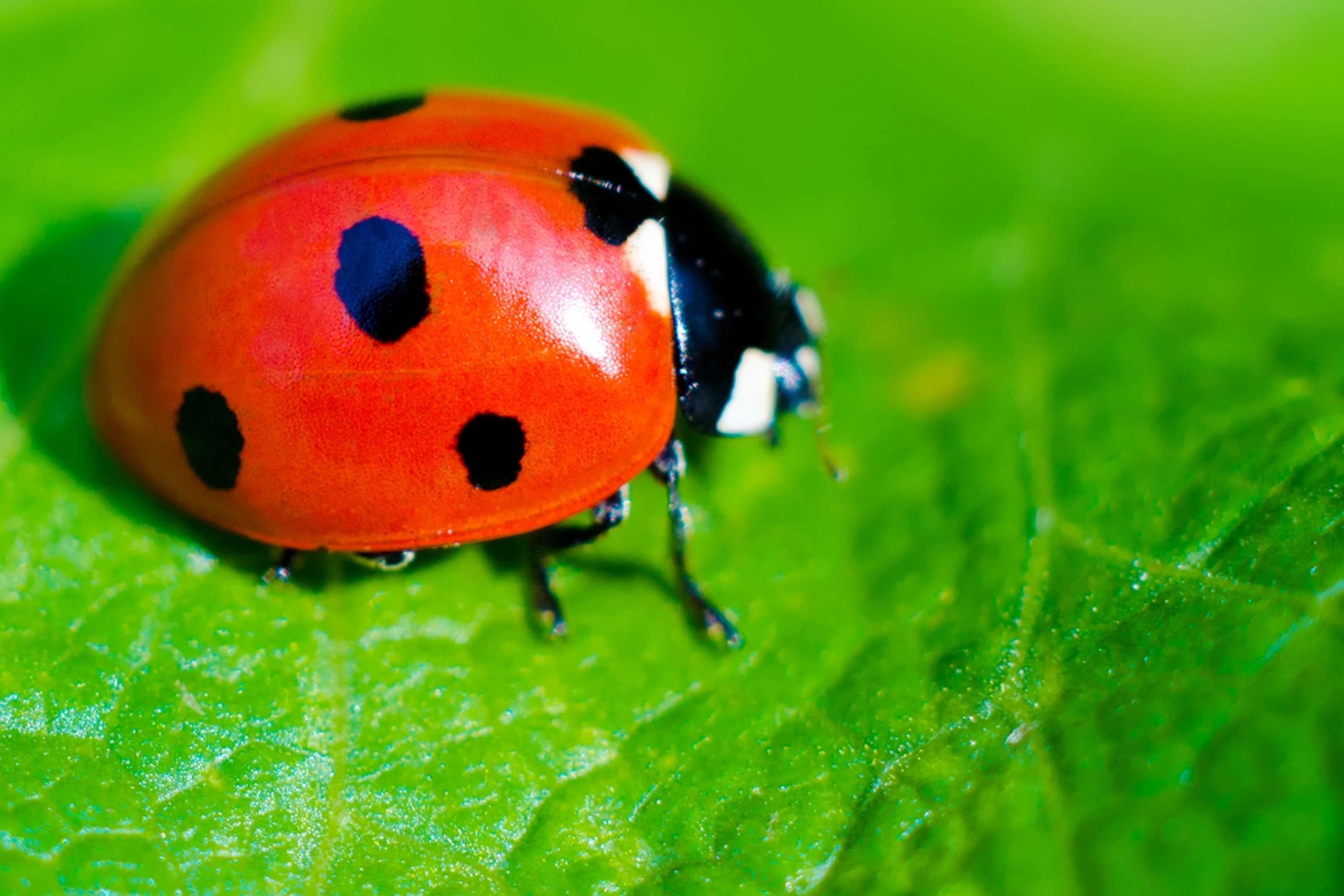 Ladybug facts and photos