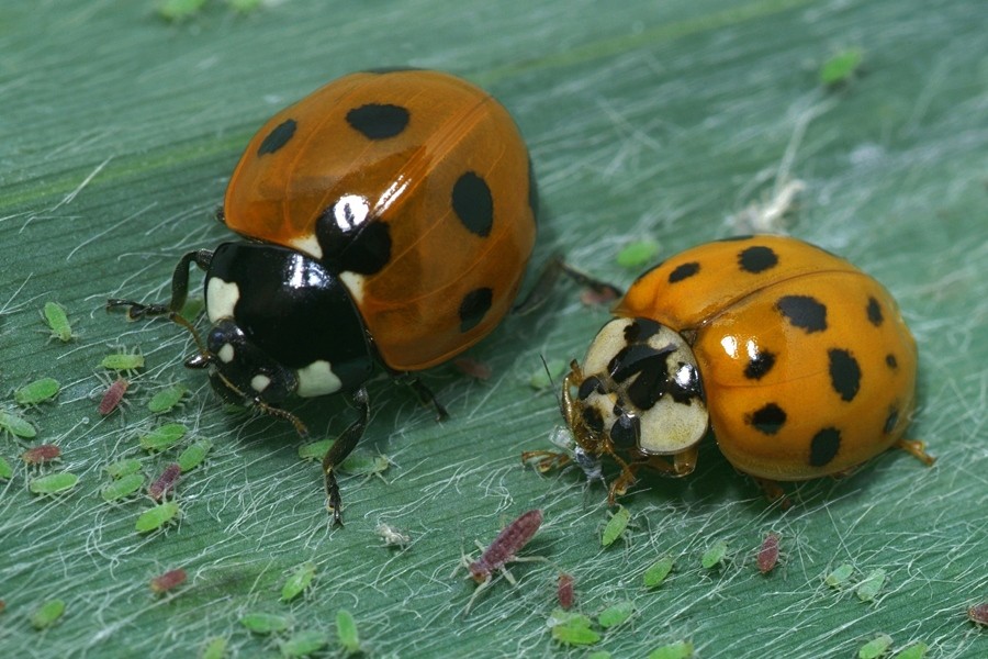 Invasive ladybird has biological weapon | Nature