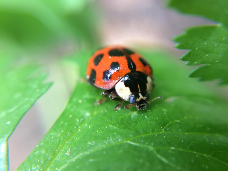 Discover Nature: Ladybugs in Missouri
