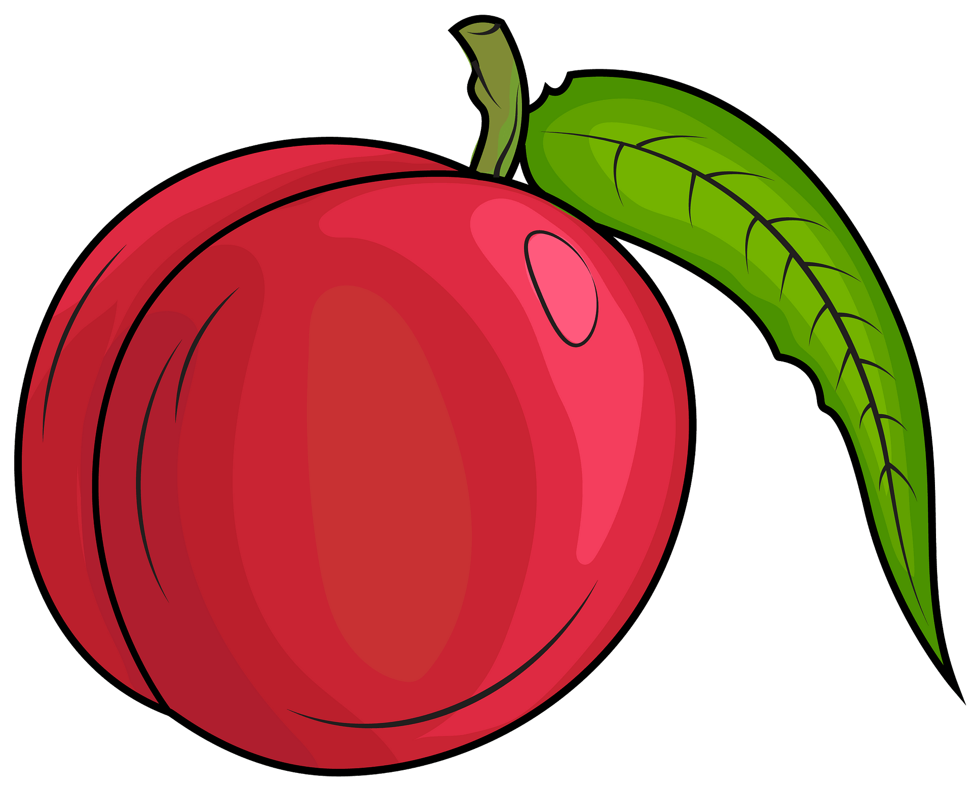 nectarine cliparts 2024