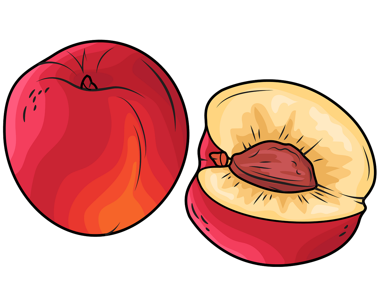 nectarines cliparts 2024