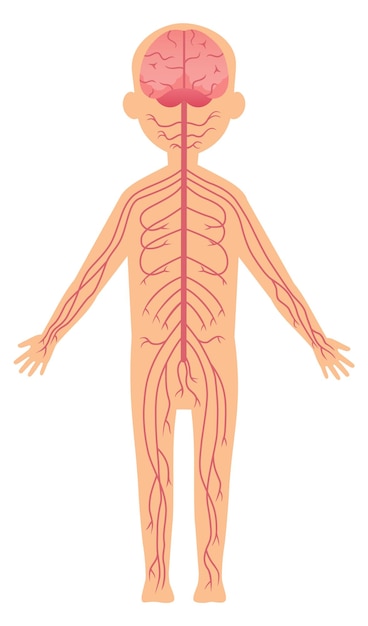 nervous system clipart