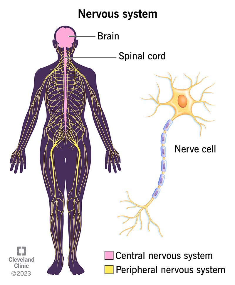 Nervous System: What It Is, Parts, Function &amp; Disorders