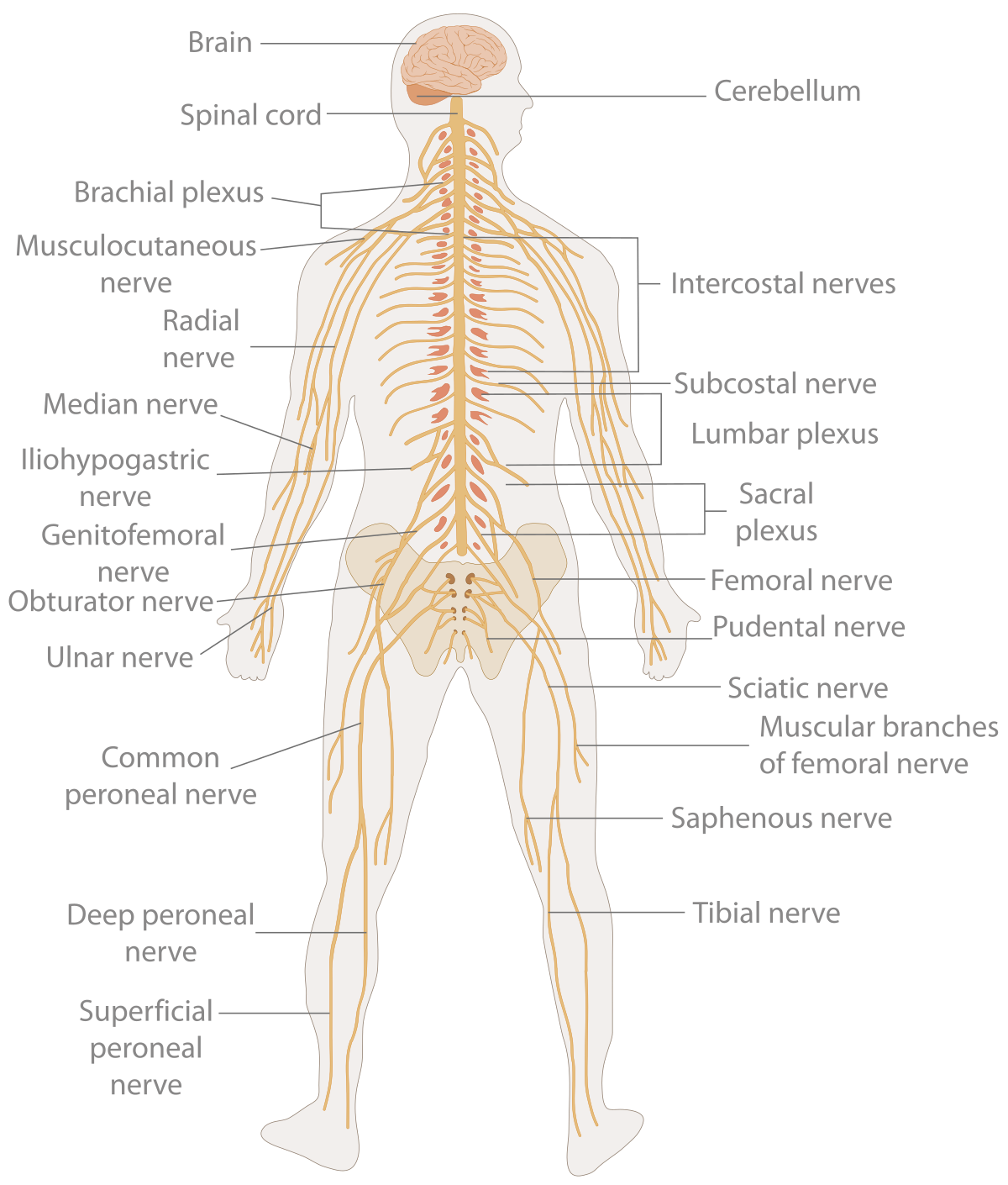 Nervous system - Wikipedia