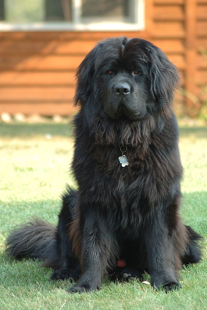 newfoundland puppy cliparts 2024
