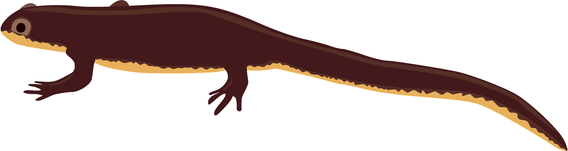 newt clipart