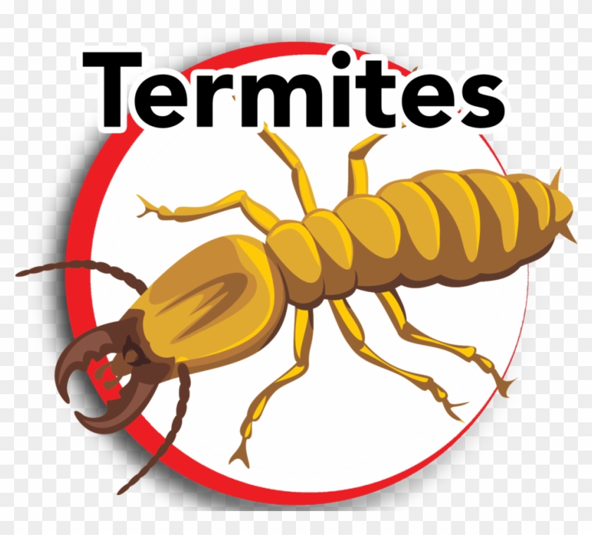 no termite cliparts